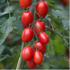 Plum Tomato - 'Bolstar Sensatica F1'